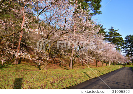 Muramatsu公園（新潟縣）的櫻花 31006803