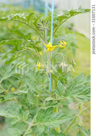 Flowers of cucumbers in greenhouses 31007131