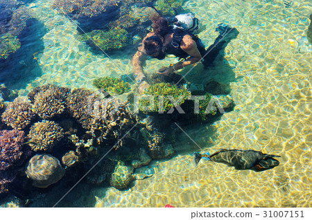 Fish and corals of the Red Sea 31007151