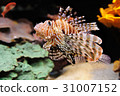 Lionfish (Turkeyfish) in the Red Sea. 31007152