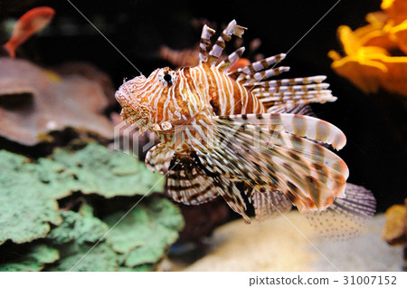 Lionfish (Turkeyfish) in the Red Sea. 31007152