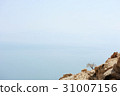 The coast of the Dead Sea 31007156