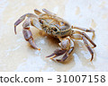 Freshwater land crab 31007158