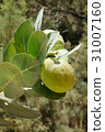 Poisonous Tree Apple of Sodom 31007160