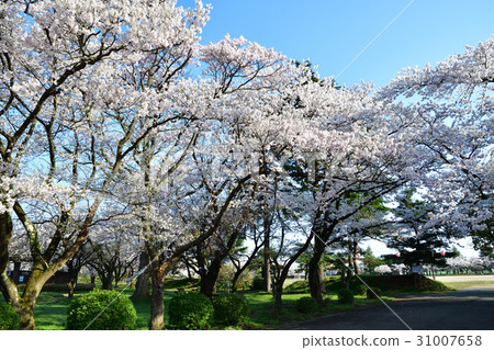 Gotenkan Kaikan（新潟縣）的櫻花 31007658