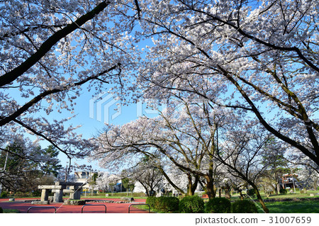 Gotenkan Kaikan（新潟縣）的櫻花 31007659