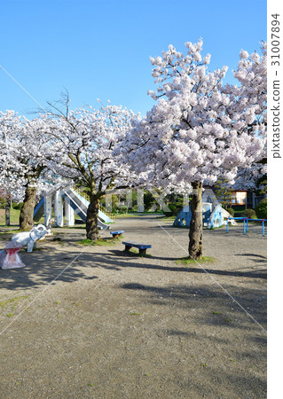 Sakura at Awashima Park (Niigata Prefecture) 31007894