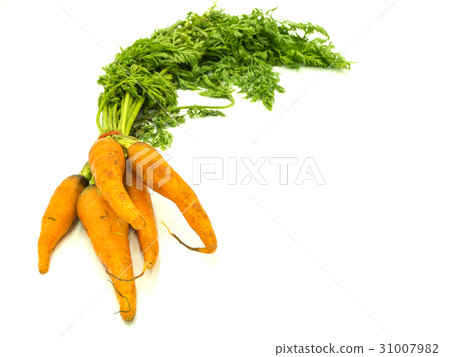 Carrot 31007982
