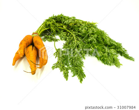Carrot 31007984
