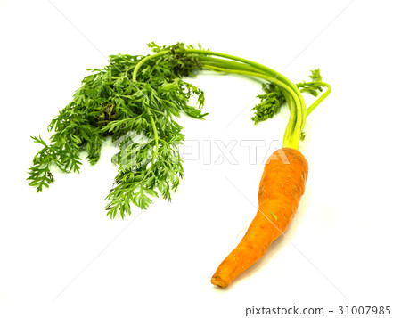 Carrot 31007985