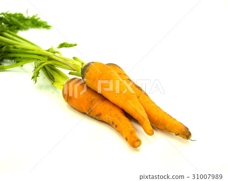 Carrot 31007989