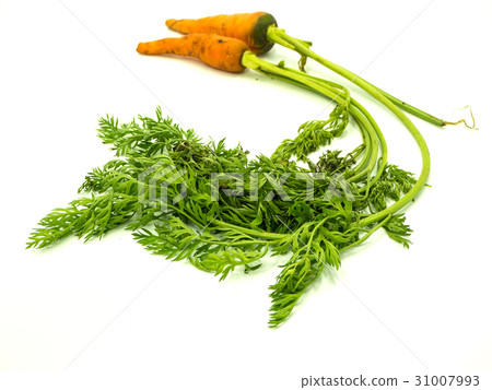 Carrot 31007993