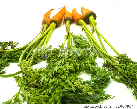 Carrot 31007994
