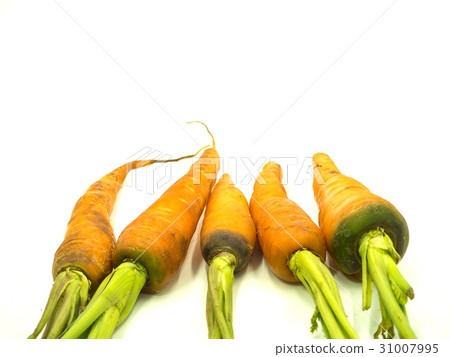 Carrot 31007995
