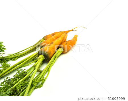Carrot 31007999