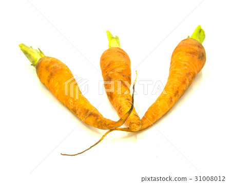 Carrot 31008012