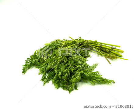 Carrot 31008015