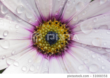 White daisy osteospermums 31008358