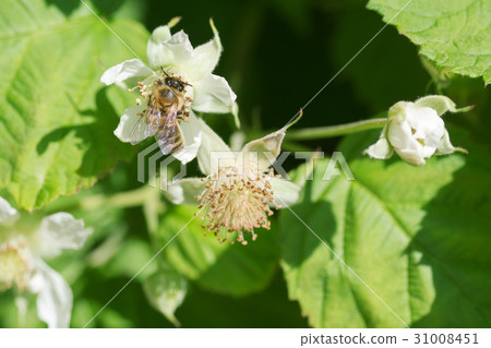 Raspberry leaves background 31008451