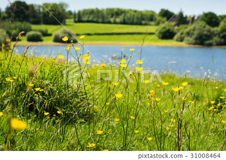 Bewl water reservoir, Lamberhurst, Kent, England Bewl water reservoir, Lamberhurst, Kent, England 31008464