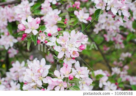 Beautiful apple orchard in blossom 31008588