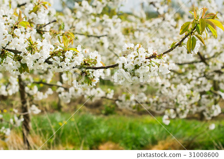 Beautiful cherry orchard in blossom 31008600