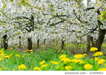 Beautiful cherry orchard in blossom 31008602