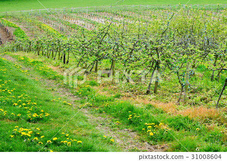 New apple trees in the orchard 31008604