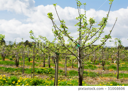 New apple trees in the orchard 31008606