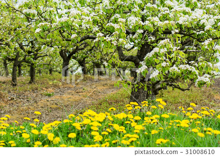 Beautiful cherry orchard in blossom 31008610