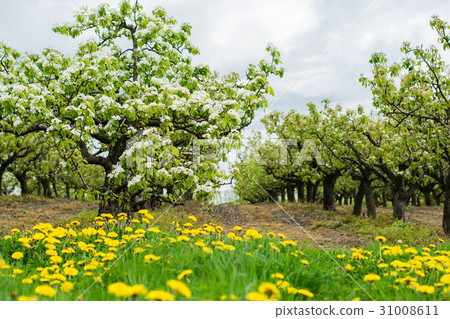 Beautiful cherry orchard in blossom 31008611