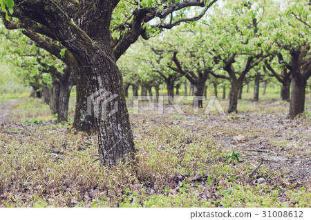 Beautiful pear trees in the rows 31008612