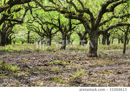 Beautiful pear trees in the rows 31008613