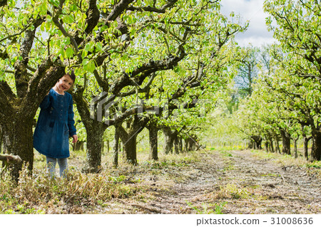 Beautiful pear trees in the rows 31008636