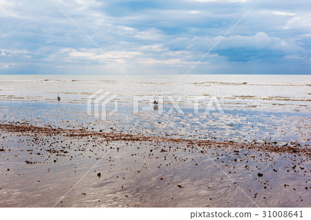 Low tide in Pevensey bay 31008641