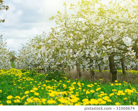 Beautiful cherry orchard in blossom 31008674