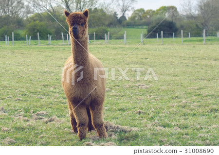 Brown alpaca in the green field 31008690