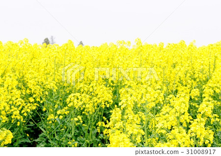 Rapeseed field 31008917