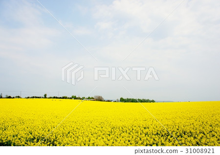 油菜田 油菜田 31008921
