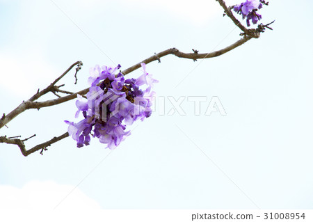 Jacaranda flowers with blue sky background 31008954