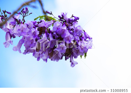 Jacaranda flowers with blue sky background Jacaranda flowers with blue sky background 31008955
