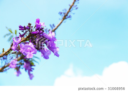 Jacaranda flowers with blue sky background 31008956