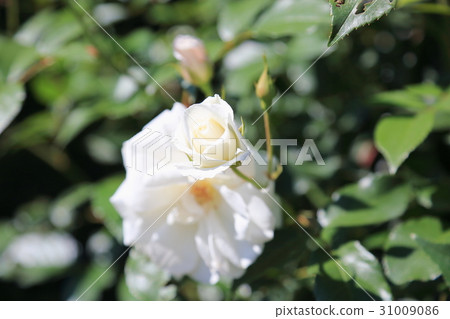 玫瑰花冰山 玫瑰花冰山 31009086