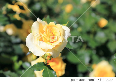 玫瑰花Sanfrea 玫瑰花Sanfrea 31009088