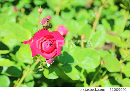 玫瑰花百合馬琳 玫瑰花百合馬琳 31009091