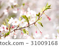 Cherry Blossoms	 31009168