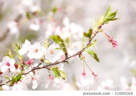 Cherry Blossoms	 31009168