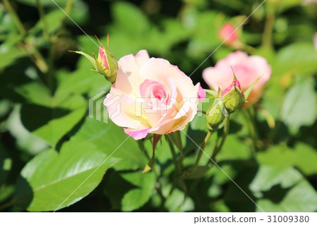 Roses flower Matilda Roses flower Matilda 31009380