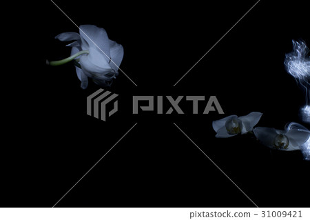 Orchid in dark 31009421