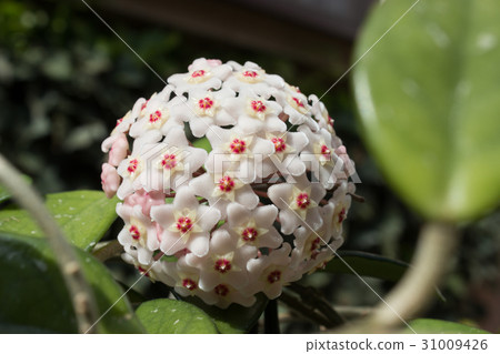 图库照片: detail of flowers of wax plant (hoya carnosa)